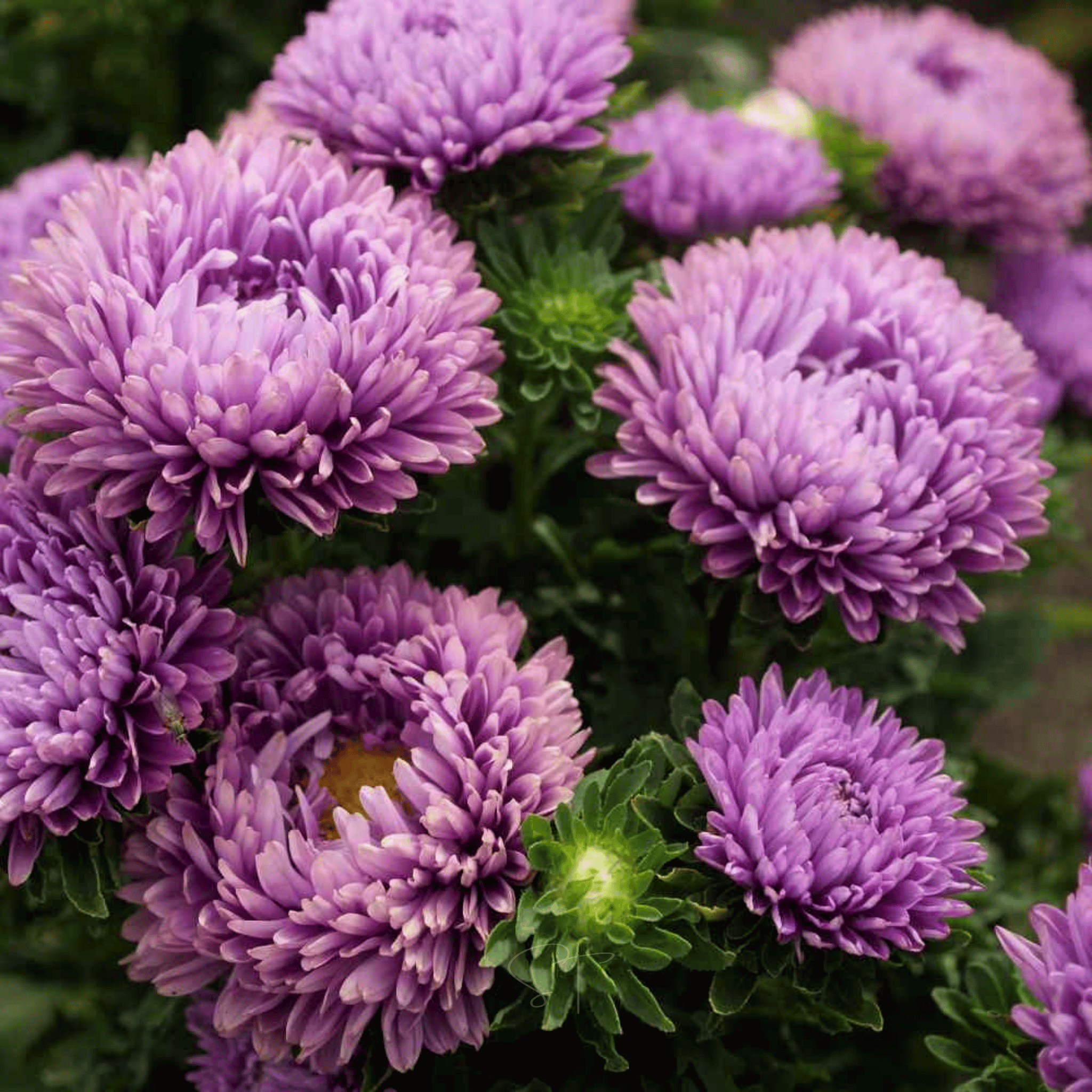 Milady Lilac Dwarf Aster - 50 Seeds seed packet from Seed Therapy – American - grown, heirloom seeds