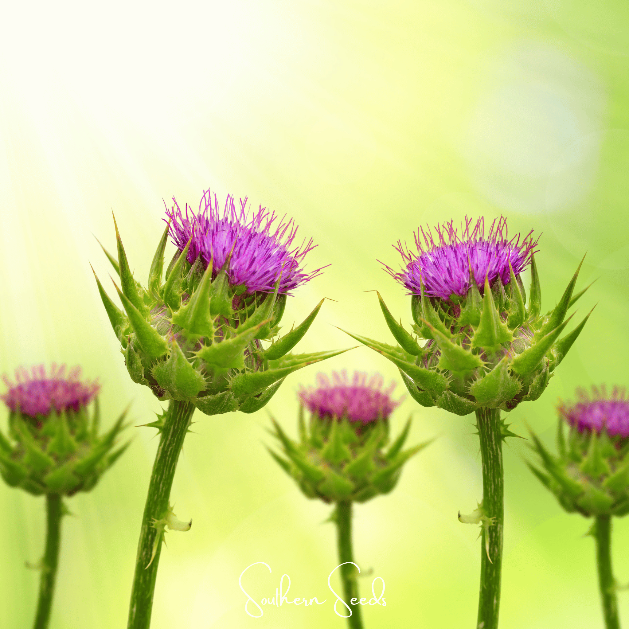 thistle bird seed plant Milk Thistle (Silybum marianum) - 20 Seeds