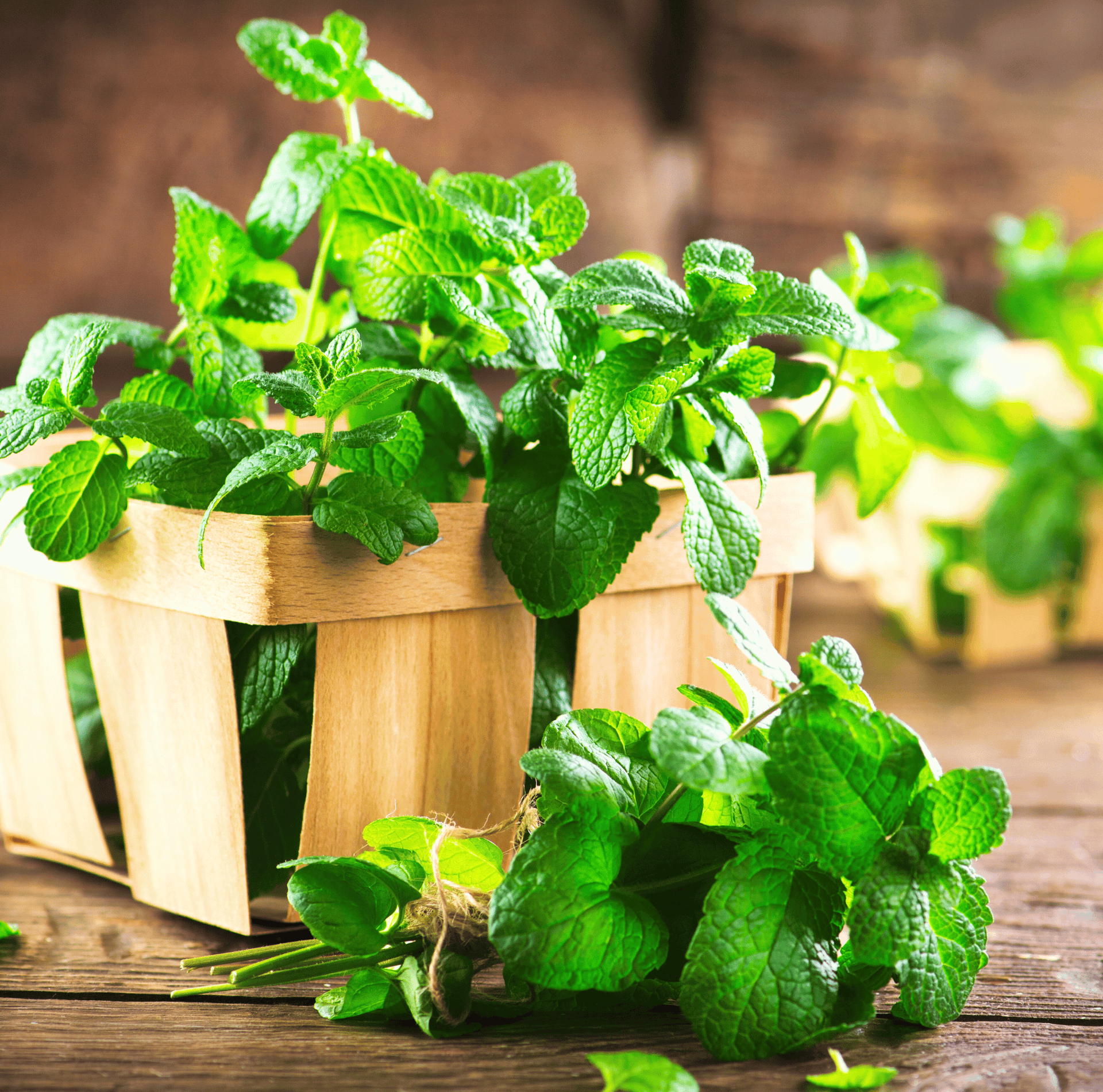 mint plant seeds Mint – 100 Seeds