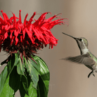 Monarda Bee Balm Mix – 20 Seeds seed packet from Seed Therapy – American - grown, heirloom seeds