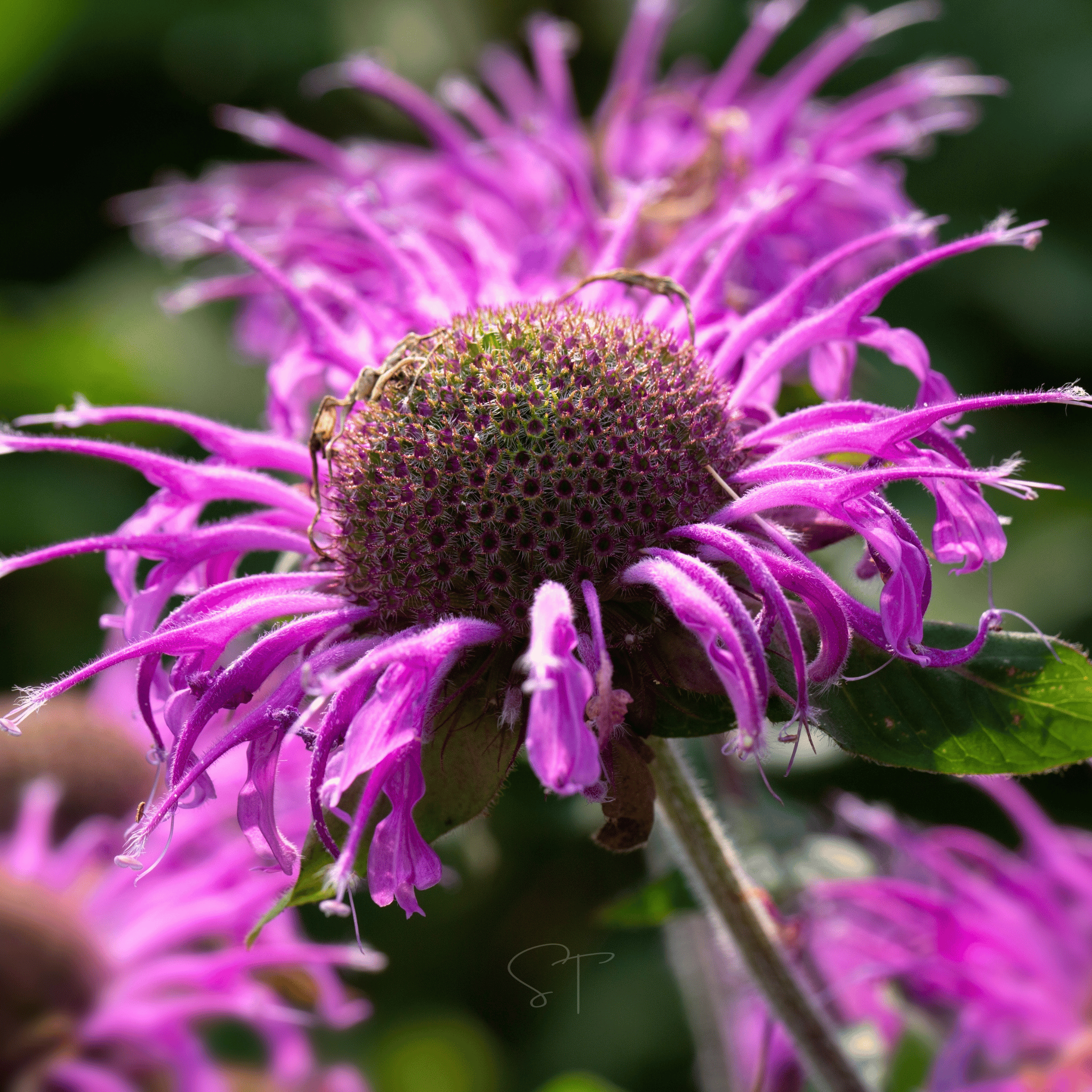 Seed Therapy Monarda Bee Balm Mix - Thumbnail 2