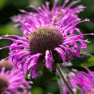 Monarda Bee Balm Mix – 20 Seeds seed packet from Seed Therapy – American - grown, heirloom seeds