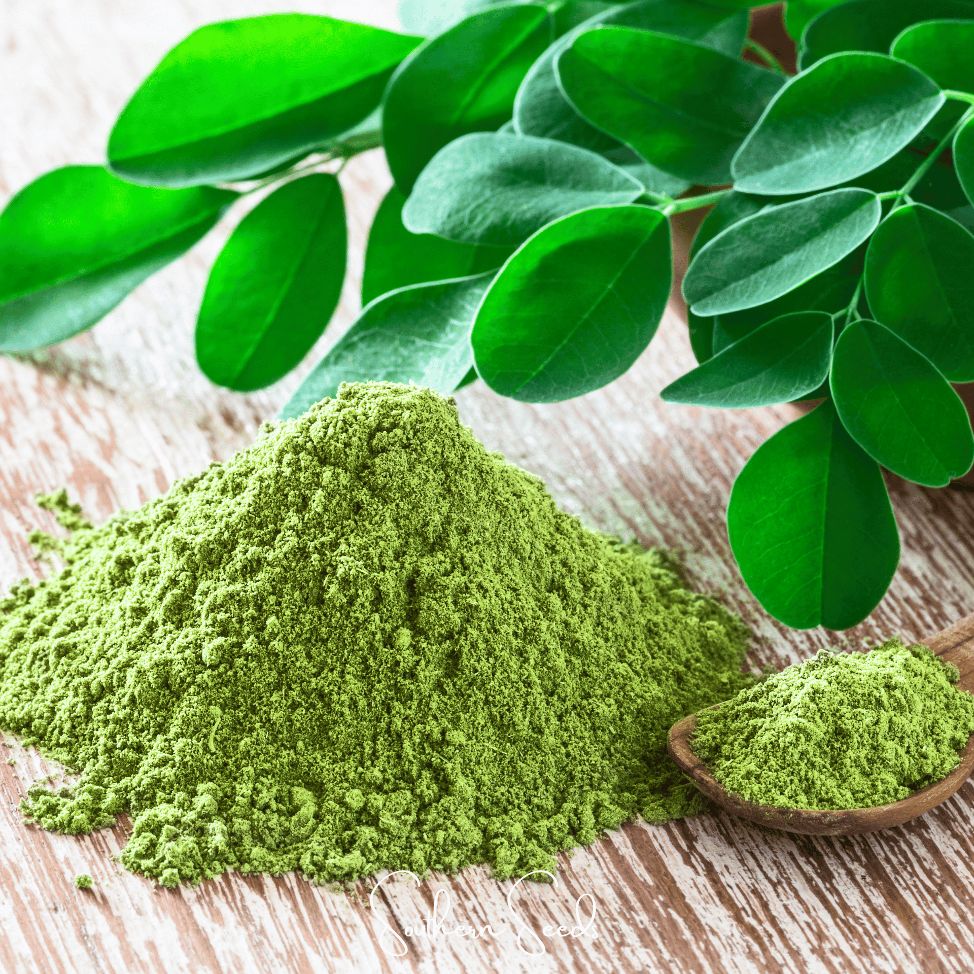 where to buy moringa seeds for planting Moringa (Moringa oleifera) - 10 Seeds