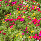 Moss Rose, Mix (Portulaca grandiflora) - 250 Seeds | Seed Therapy – Heirloom Garden Seeds