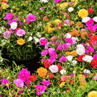 Moss Rose, Mix (Portulaca grandiflora) - 250 Seeds | Seed Therapy – Heirloom Garden Seeds