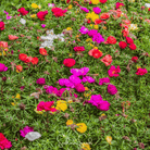 Moss Rose, Mix (Portulaca grandiflora) - 250 Seeds | Seed Therapy – Heirloom Garden Seeds
