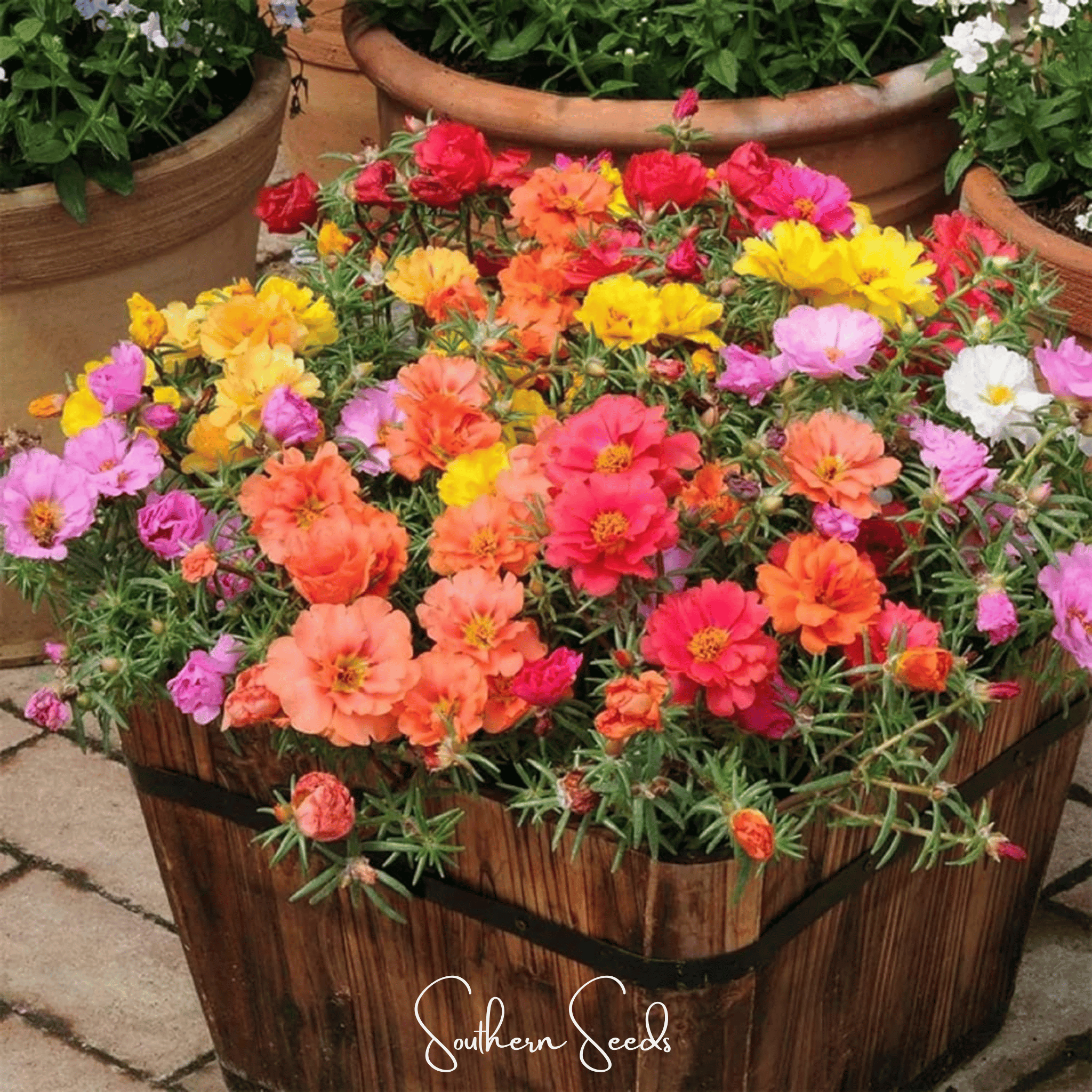 are moss roses succulents Moss Rose Mix – 250 Seeds