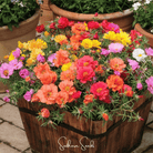 Moss Rose, Mix (Portulaca grandiflora) - 250 Seeds | Seed Therapy – Heirloom Garden Seeds