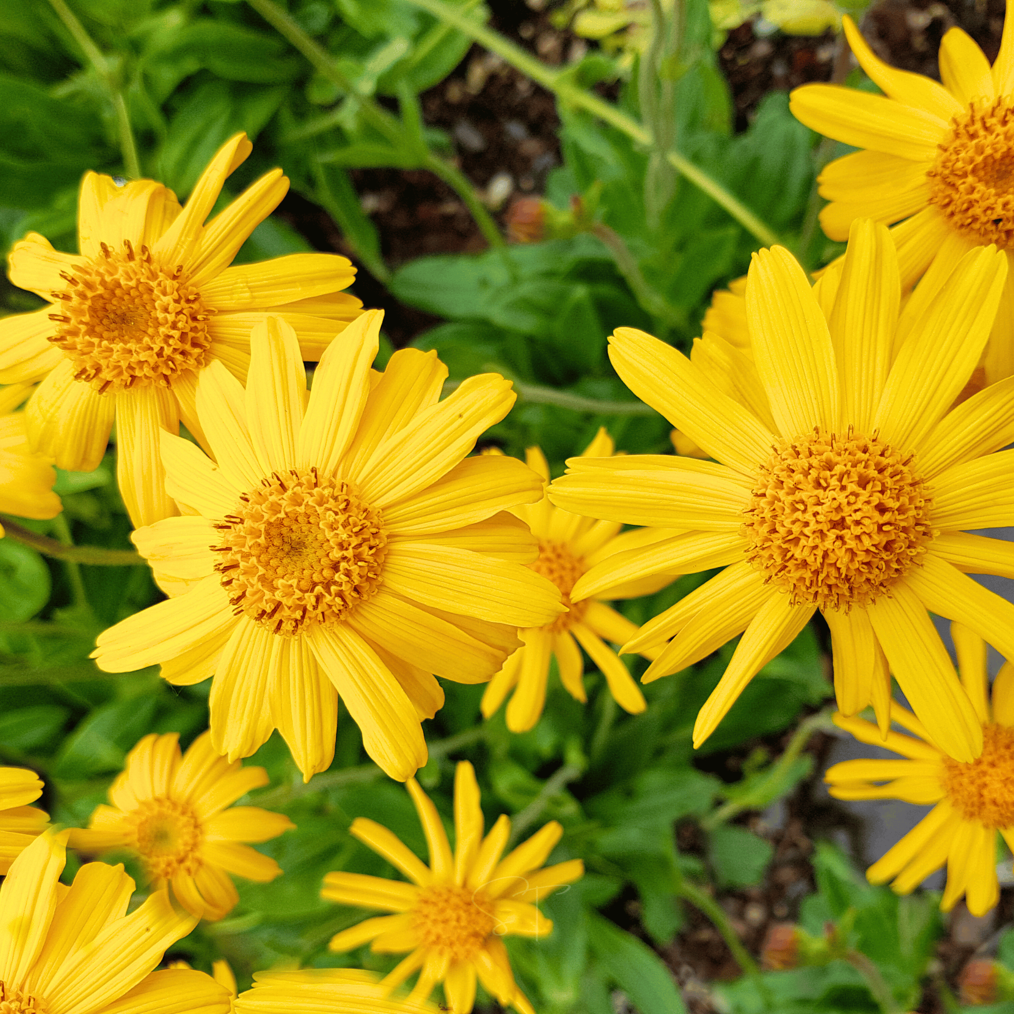 Mountain Arnica – 20 Seeds seed packet from Seed Therapy – American - grown, heirloom seeds