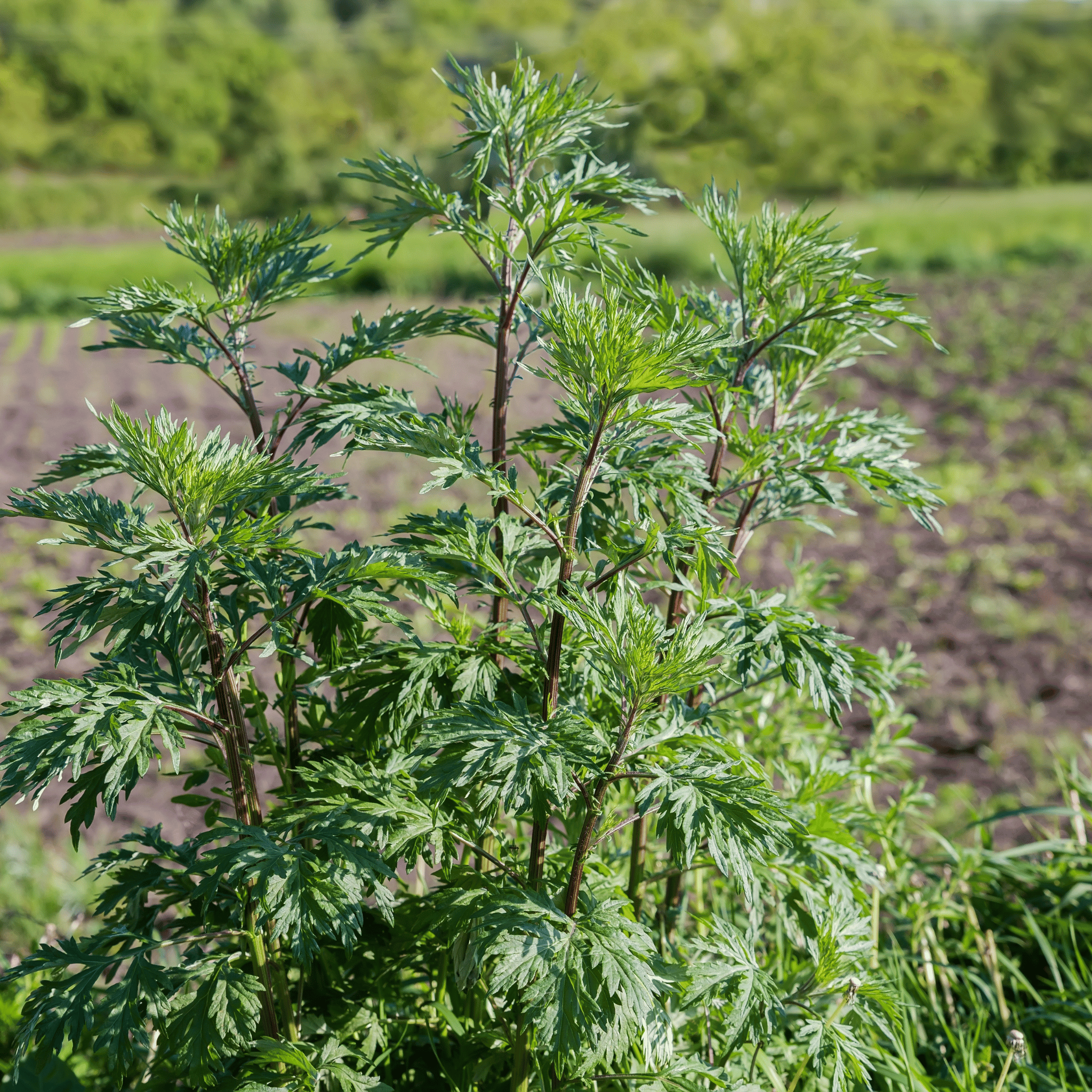 Mugwort – 200 Seeds seed packet from Seed Therapy – American - grown, heirloom seeds