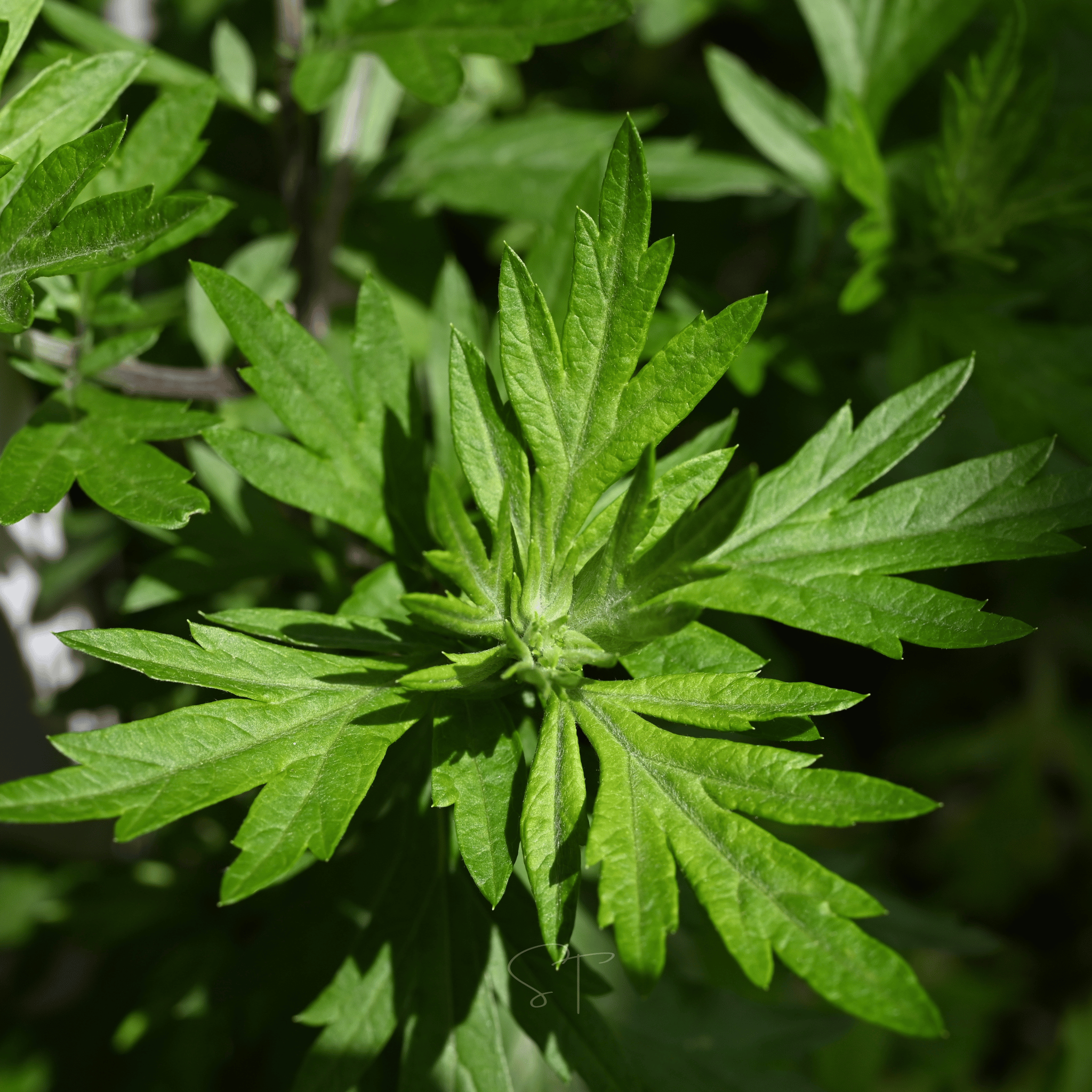 Mugwort – 200 Seeds seed packet from Seed Therapy – American - grown, heirloom seeds