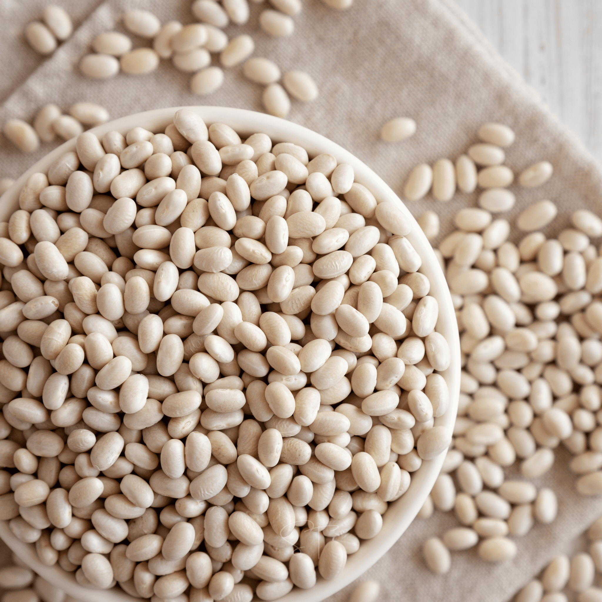 Navy Bean – 30 Seeds seed packet from Seed Therapy – American - grown, heirloom seeds