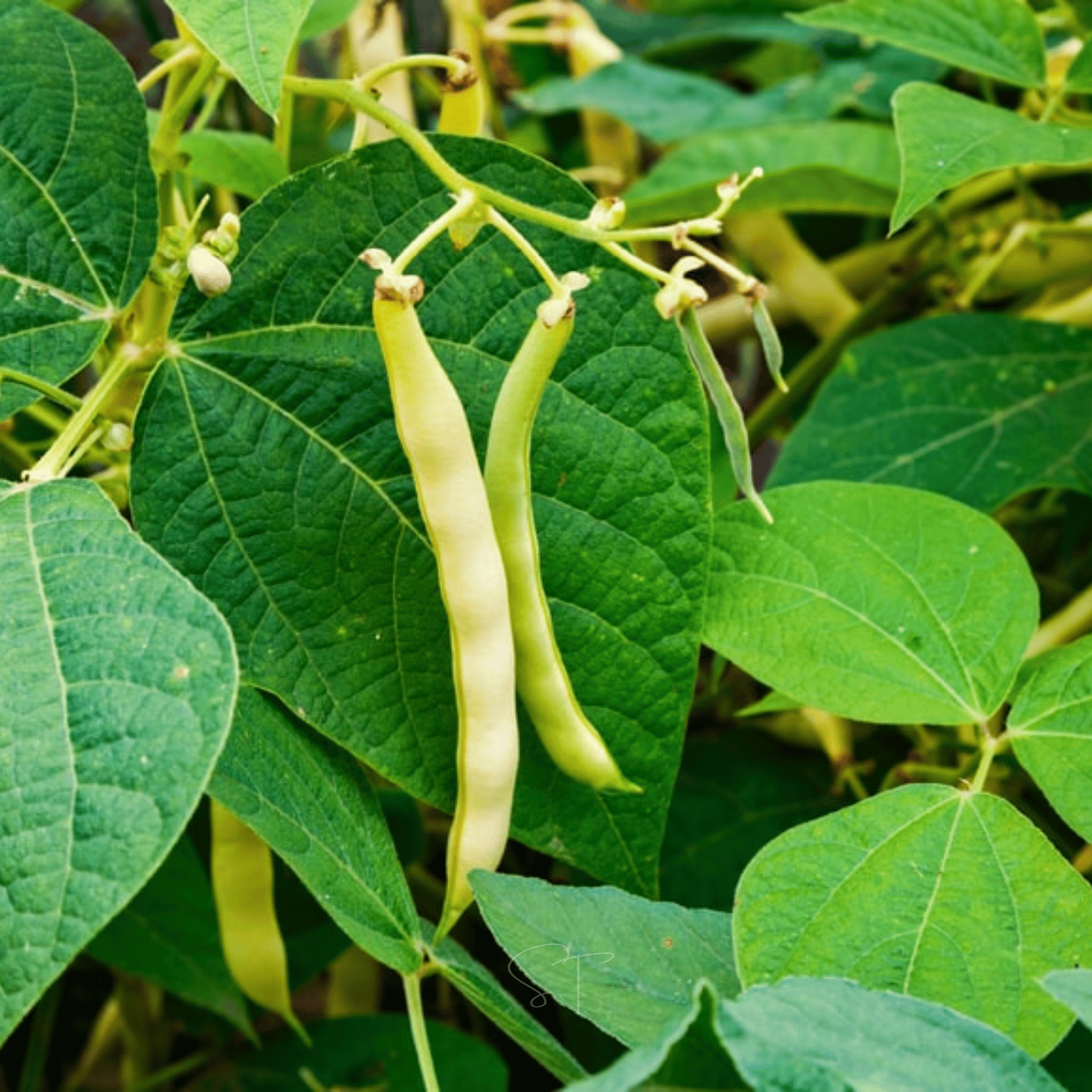 Navy Bean – 30 Seeds seed packet from Seed Therapy – American - grown, heirloom seeds