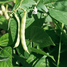 Navy Bean – 30 Seeds seed packet from Seed Therapy – American - grown, heirloom seeds