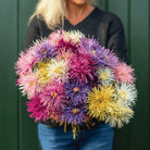 Needle Mix Aster – 50 Seeds seed packet from Seed Therapy – American - grown, heirloom seeds
