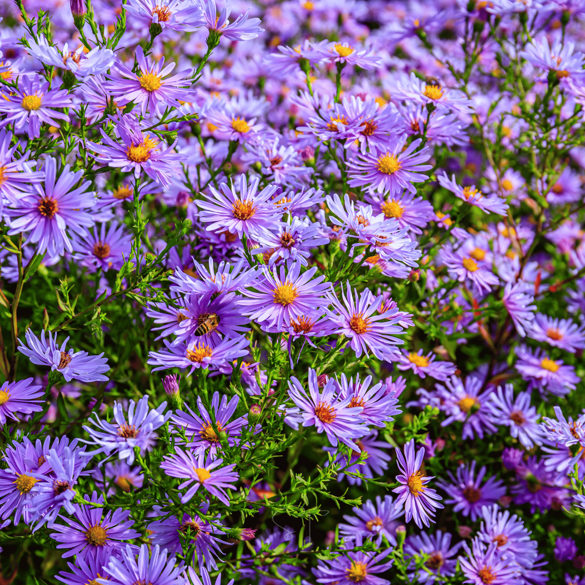 astral seed flower bed Aster, New England (Aster novae-angliae) - 200 Seeds