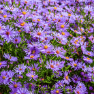 New England Aster – 200 Seeds seed packet from Seed Therapy – American - grown, heirloom seeds