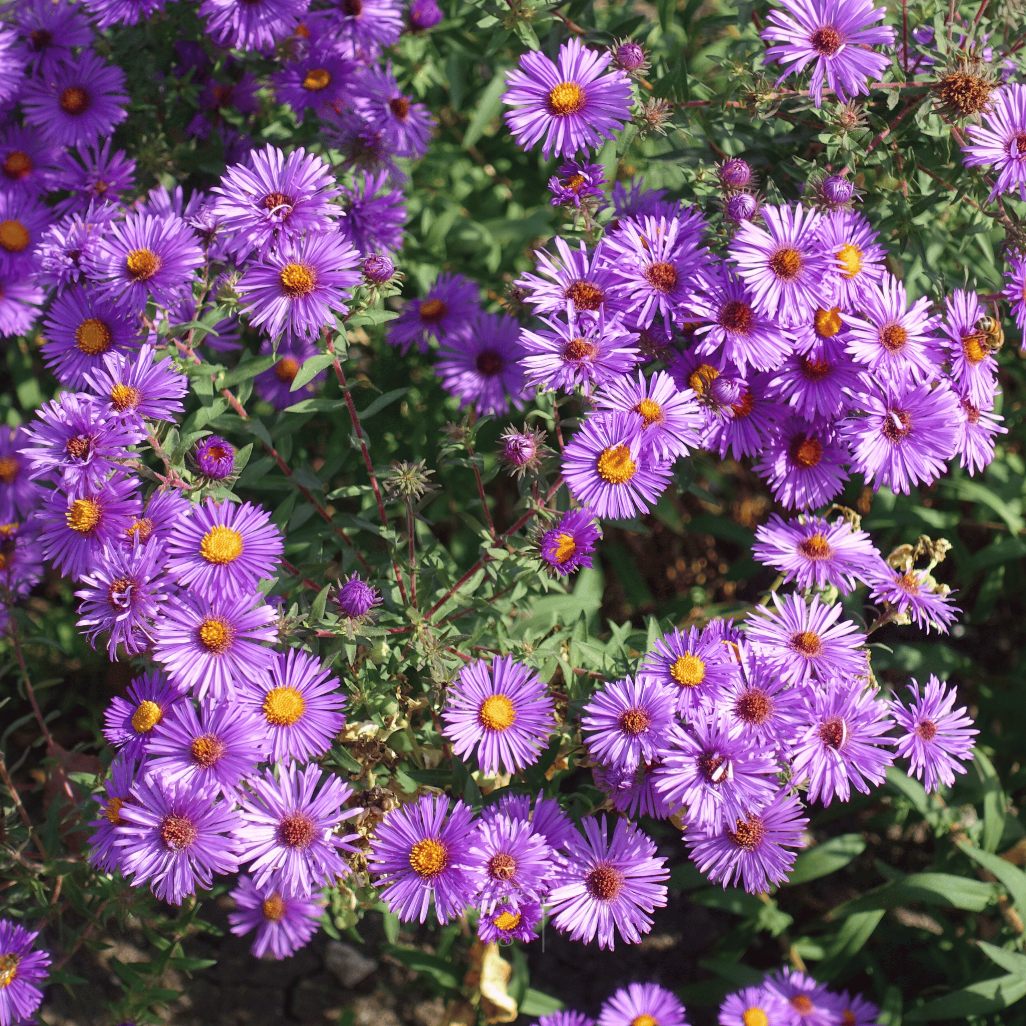 New England Aster – 200 Seeds seed packet from Seed Therapy – American - grown, heirloom seeds