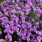 New England Aster – 200 Seeds seed packet from Seed Therapy – American - grown, heirloom seeds