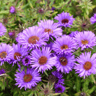 New England Aster – 200 Seeds seed packet from Seed Therapy – American - grown, heirloom seeds