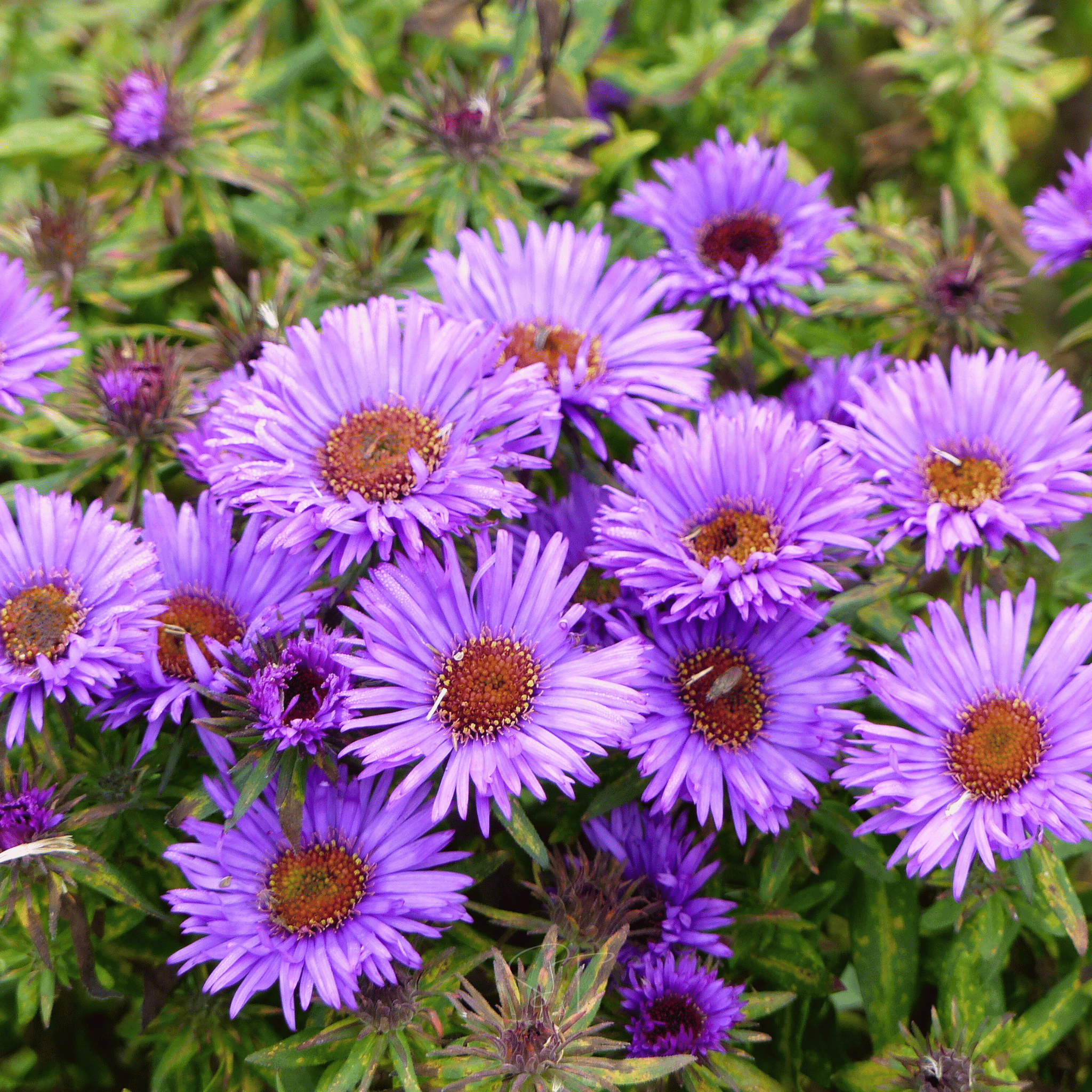 New England Aster – 200 Seeds seed packet from Seed Therapy – American - grown, heirloom seeds