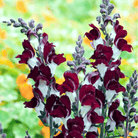Night & Day Snapdragon - 200 Seeds seed packet from Seed Therapy – American - grown, heirloom seeds