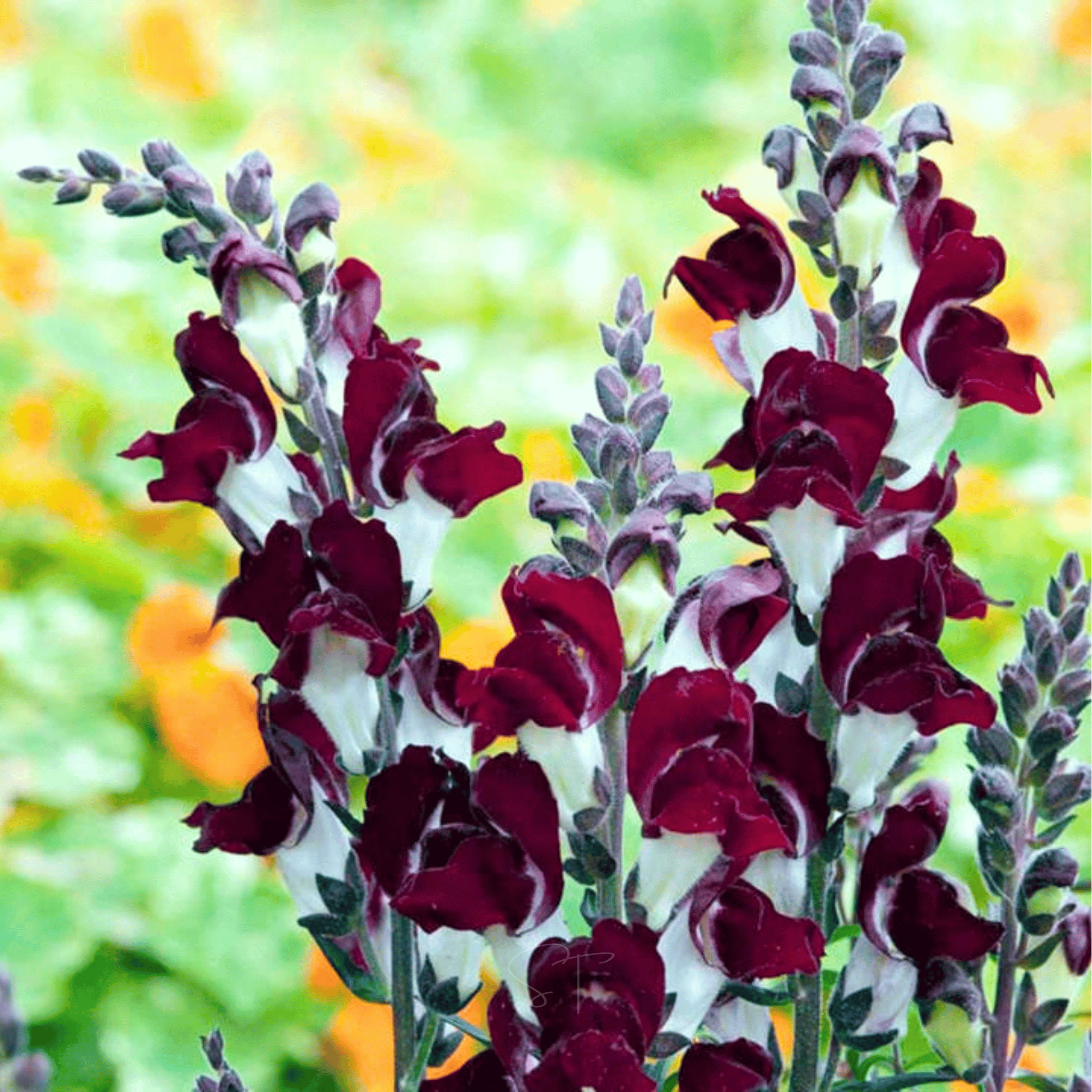 Night & Day Snapdragon - 200 Seeds seed packet from Seed Therapy – American - grown, heirloom seeds