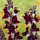 Night & Day Snapdragon - 200 Seeds seed packet from Seed Therapy – American - grown, heirloom seeds