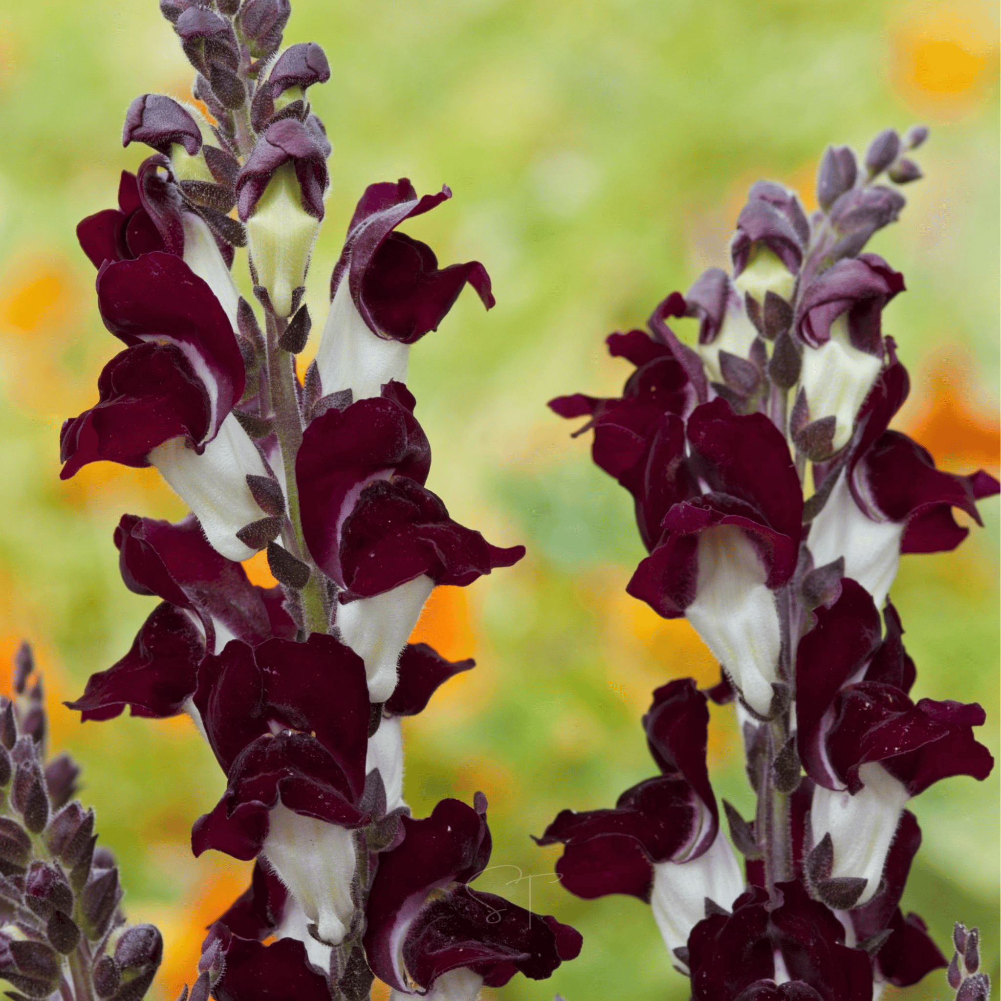 Night & Day Snapdragon - 200 Seeds seed packet from Seed Therapy – American - grown, heirloom seeds