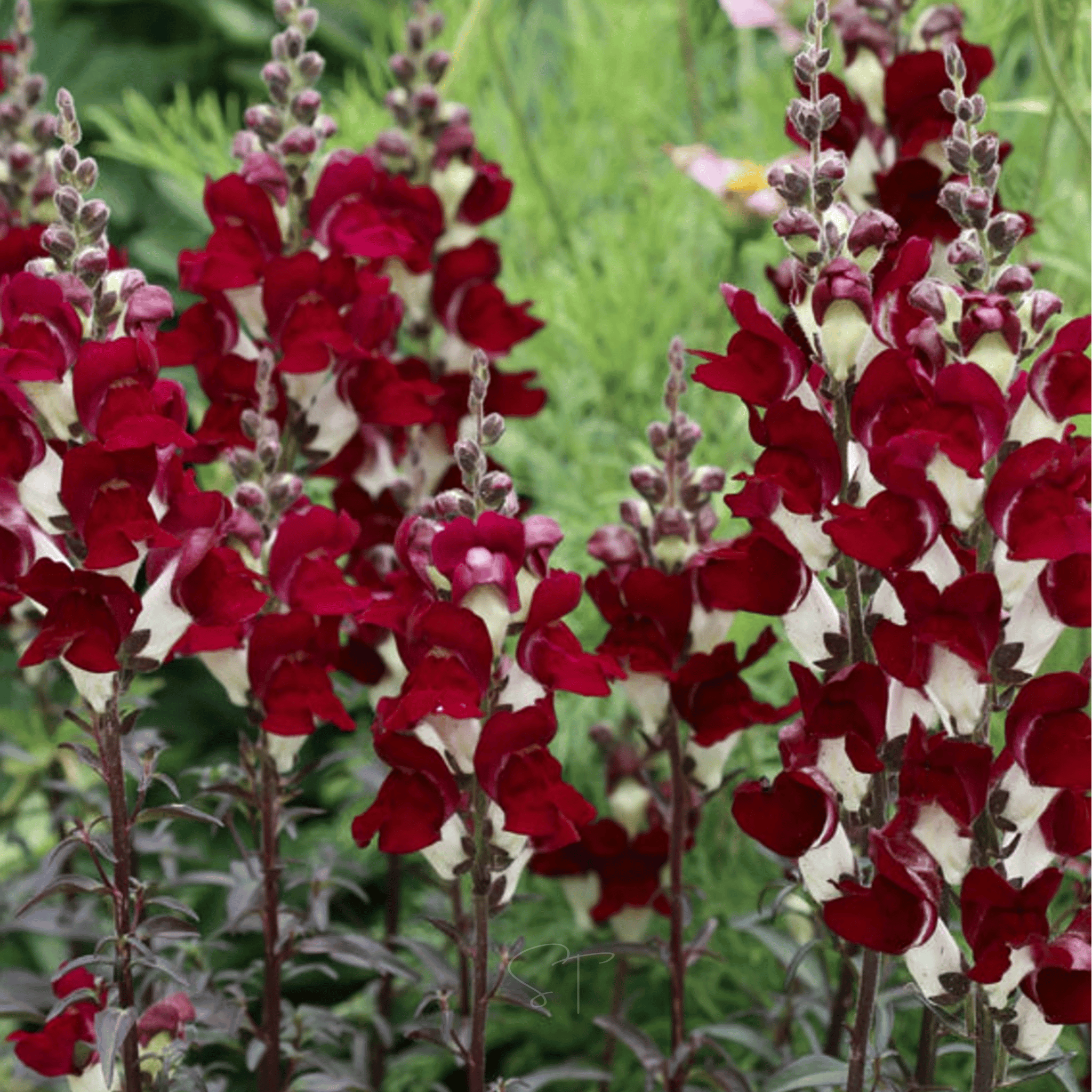 Night & Day Snapdragon - 200 Seeds seed packet from Seed Therapy – American - grown, heirloom seeds