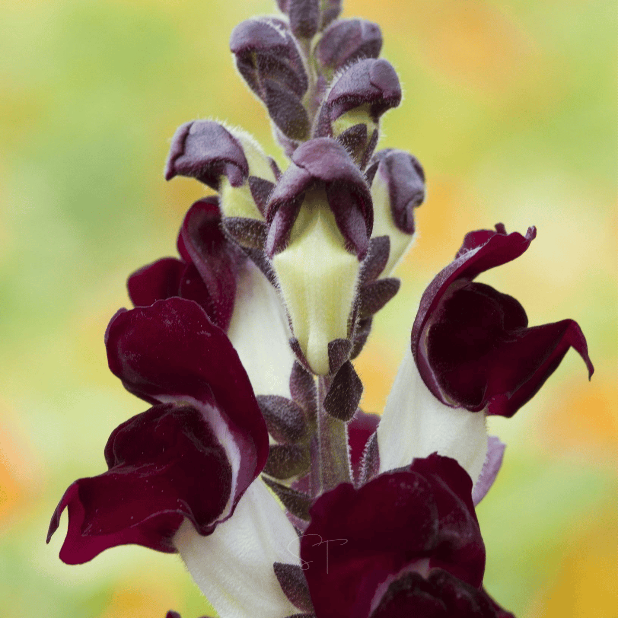 Night & Day Snapdragon - 200 Seeds seed packet from Seed Therapy – American - grown, heirloom seeds
