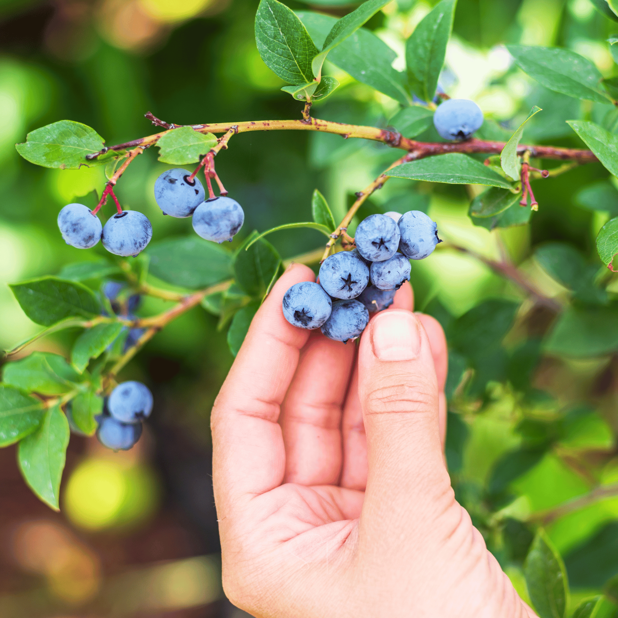 Northern Highbush Blueberry – 50 Seeds seed packet from Seed Therapy – American - grown, heirloom seeds