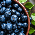 Northern Highbush Blueberry – 50 Seeds seed packet from Seed Therapy – American - grown, heirloom seeds