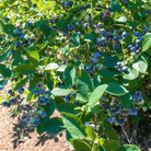 Northern Highbush Blueberry – 50 Seeds seed packet from Seed Therapy – American - grown, heirloom seeds