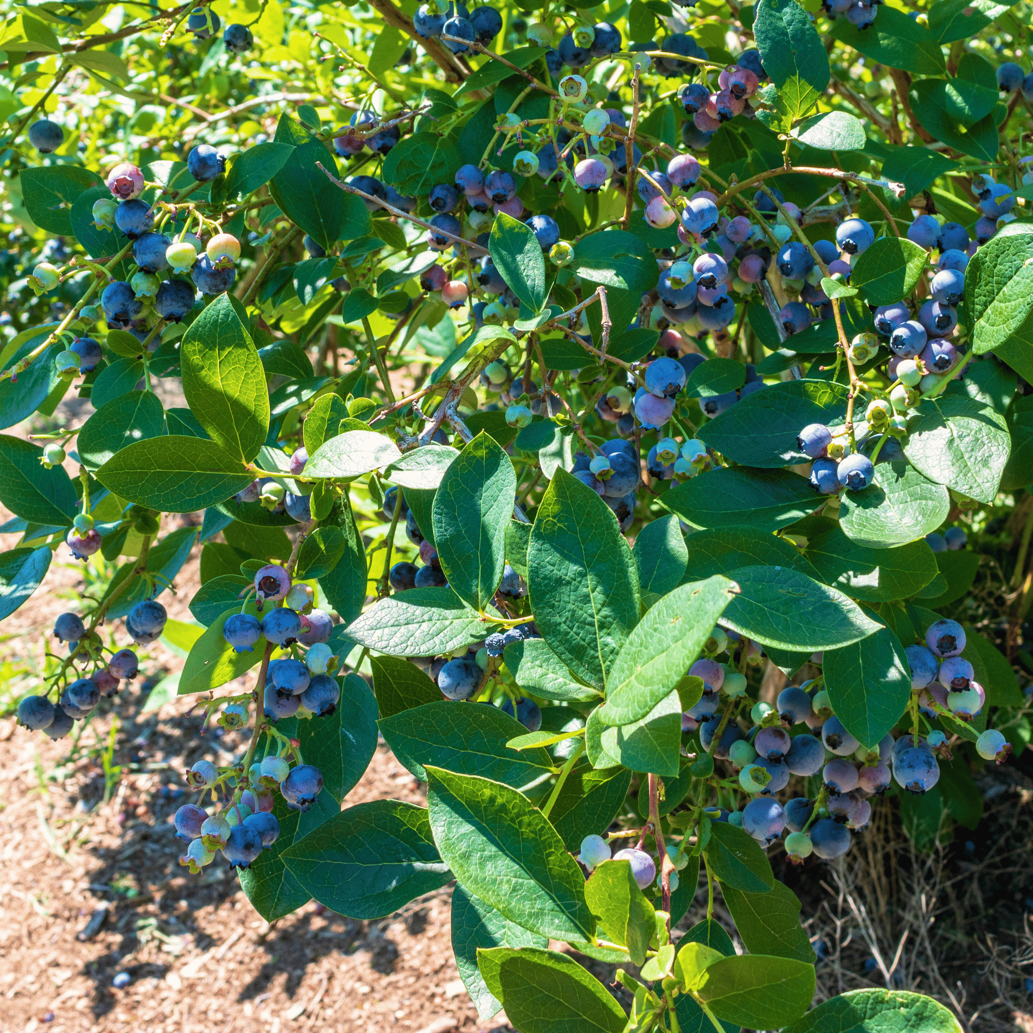 Northern Highbush Blueberry – 50 Seeds seed packet from Seed Therapy – American - grown, heirloom seeds