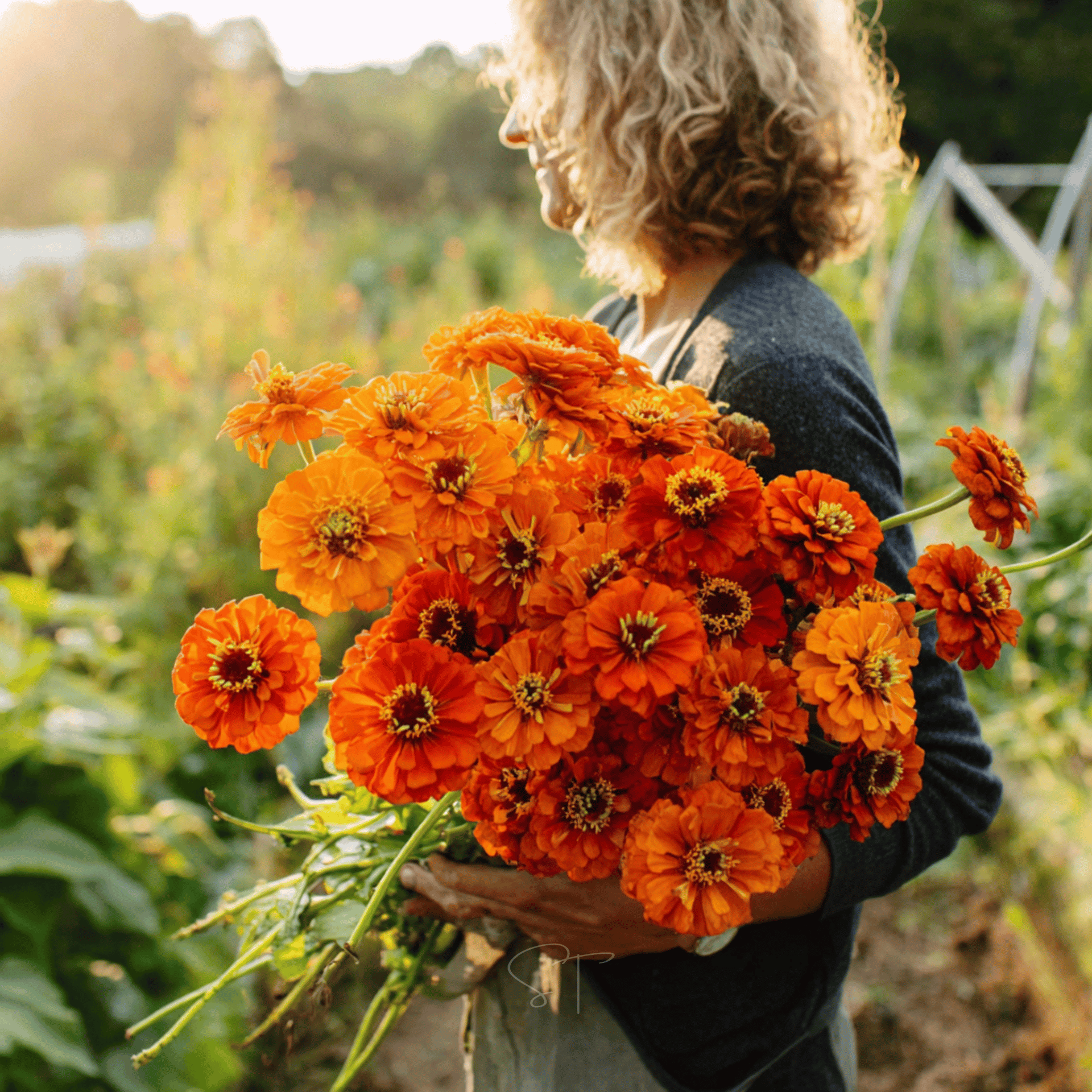 orange plant with red seeds Orange King Zinnia - 100 Seeds