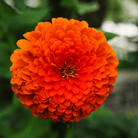 Orange King Zinnia - 100 Seeds seed packet from Seed Therapy – American - grown, heirloom seeds