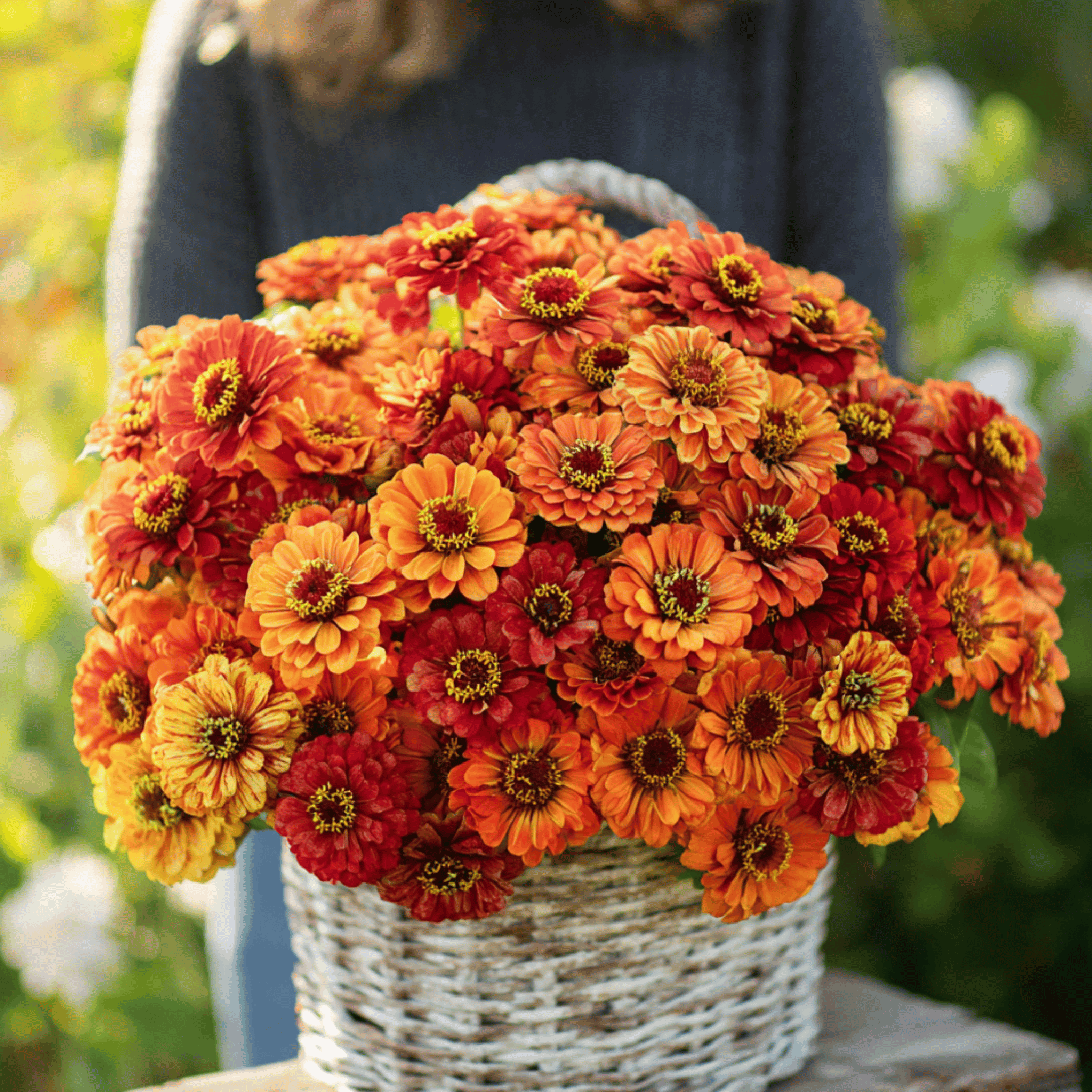 orange plant with red seeds Oriole Zinnia – 50 Seeds