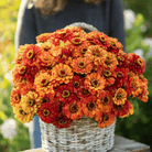 Oriole Zinnia – 50 Seeds seed packet from Seed Therapy – American - grown, heirloom seeds