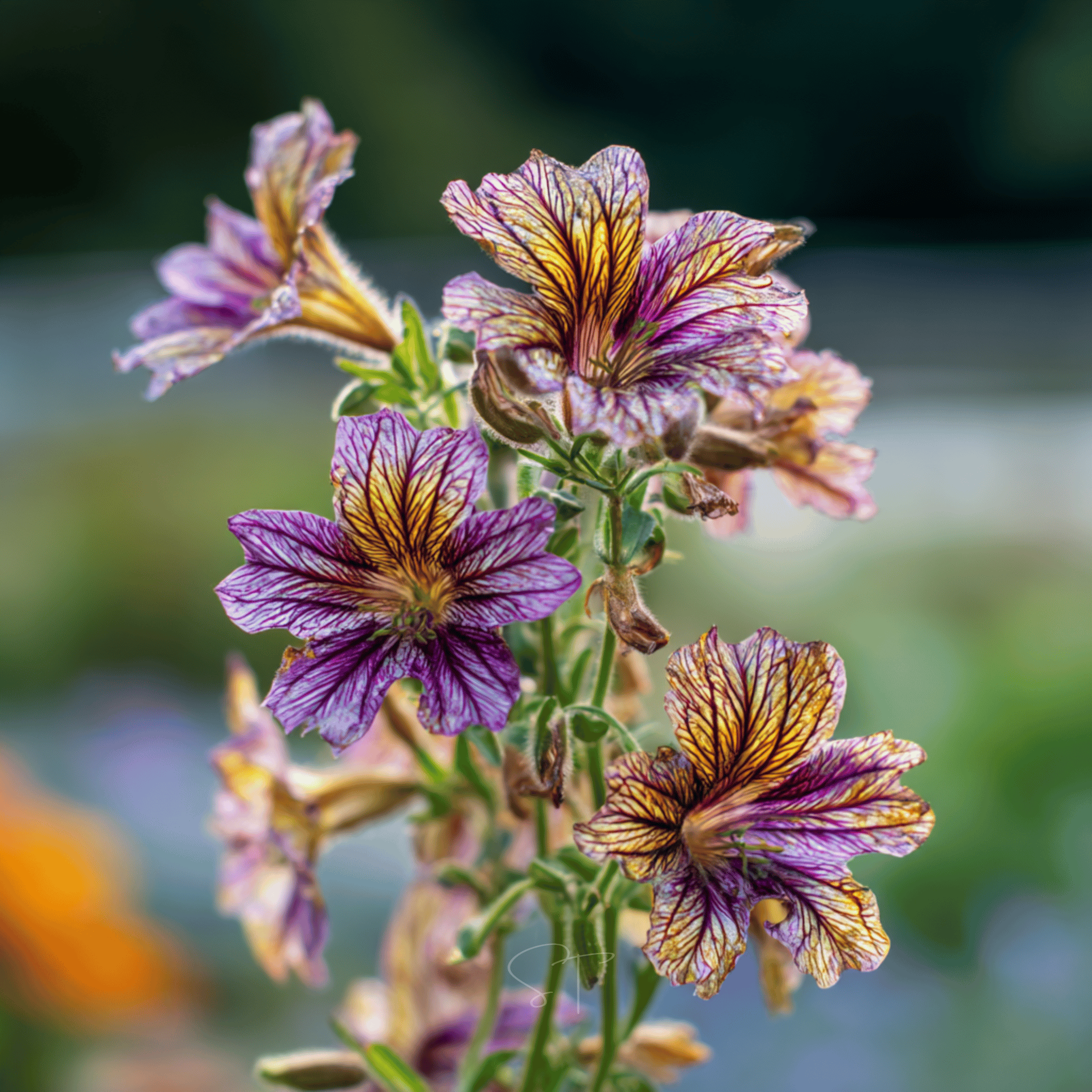 painted tongue flower seeds Painted Tongue Seeds – Superbissima Mix – 250 Seeds