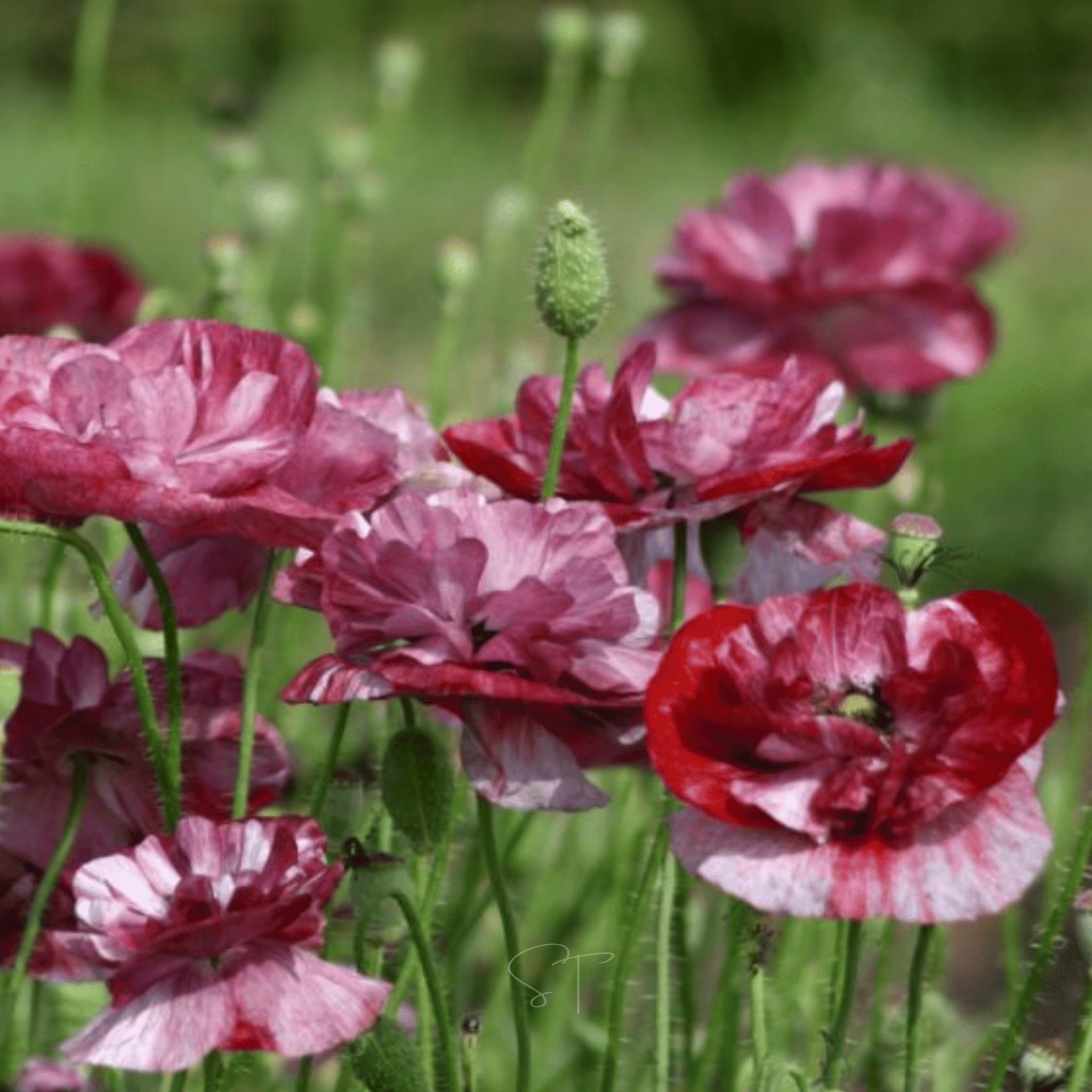 Pandora Poppy – 25 Seeds seed packet from Seed Therapy – American - grown, heirloom seeds