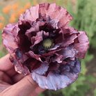 Pandora Poppy – 25 Seeds seed packet from Seed Therapy – American - grown, heirloom seeds