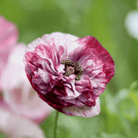 Pandora Poppy – 25 Seeds seed packet from Seed Therapy – American - grown, heirloom seeds