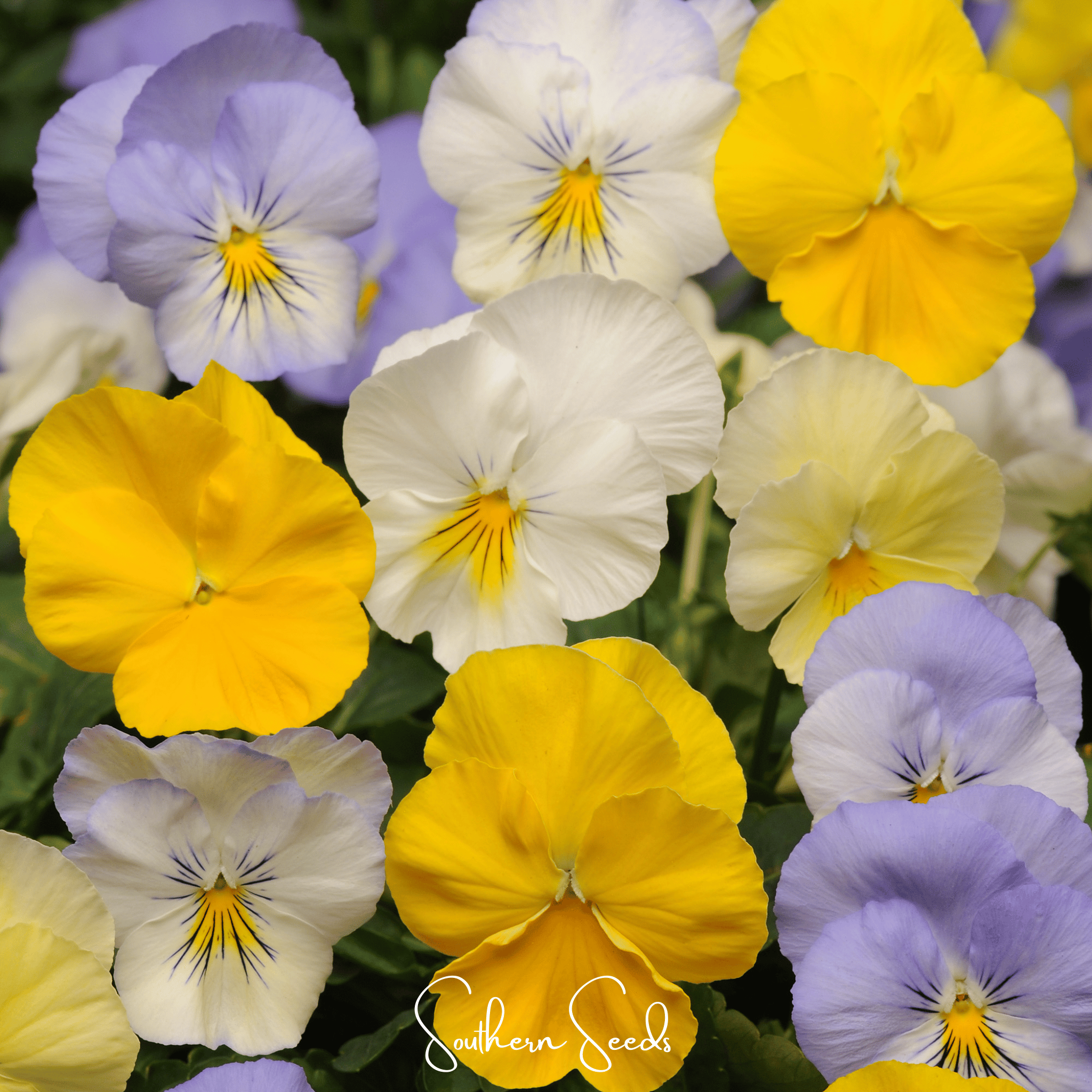 pastel flower seeds Pansy, Pastel Mix (Viola wittrockiana) - 100 Seeds