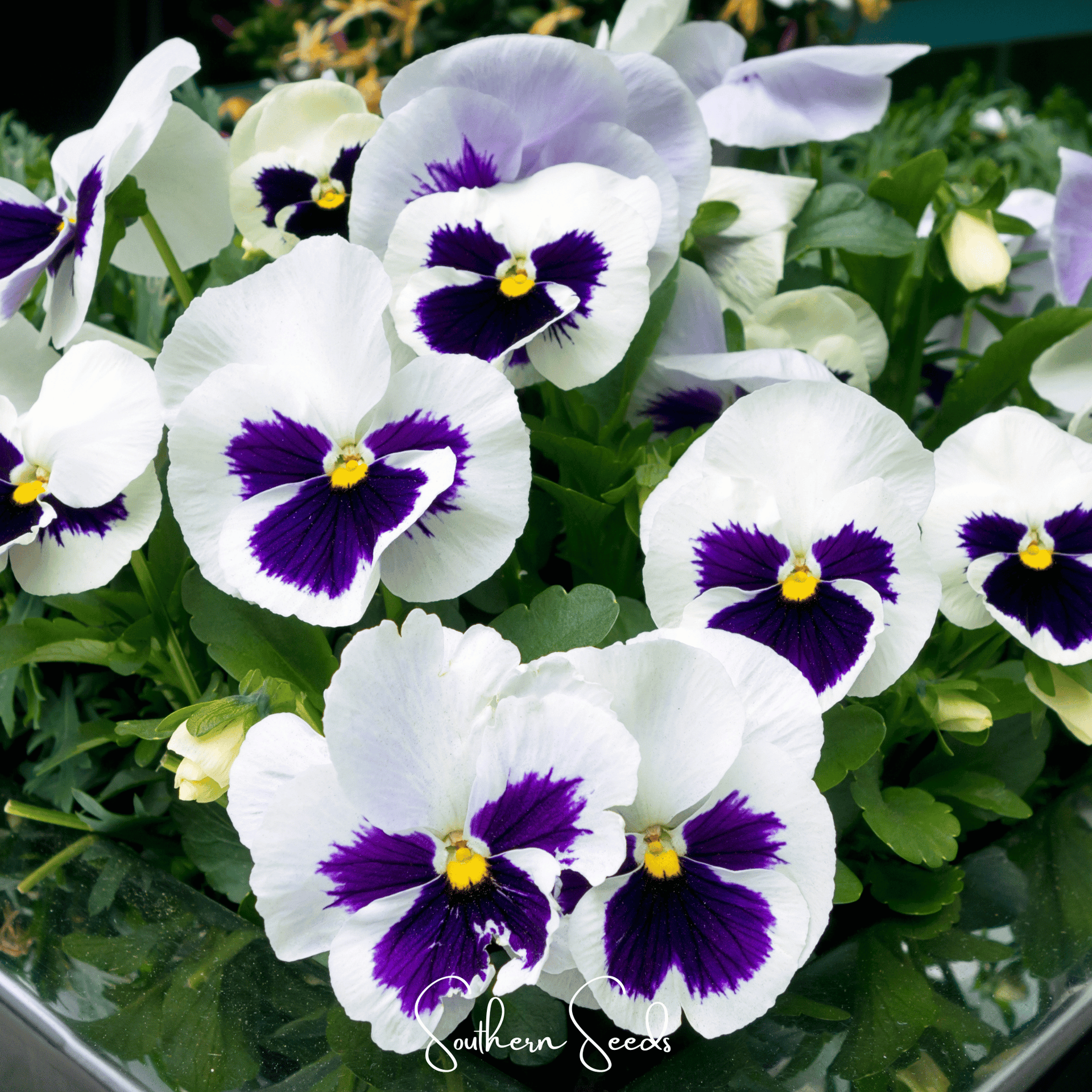 Pansy, Swiss Giant Silverbride (Viola wittrockiana) - 50 seeds