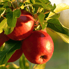 Paradise Apple Tree – 25 Seeds seed packet from Seed Therapy – American - grown, heirloom seeds
