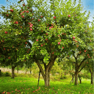 Paradise Apple Tree – 25 Seeds seed packet from Seed Therapy – American - grown, heirloom seeds