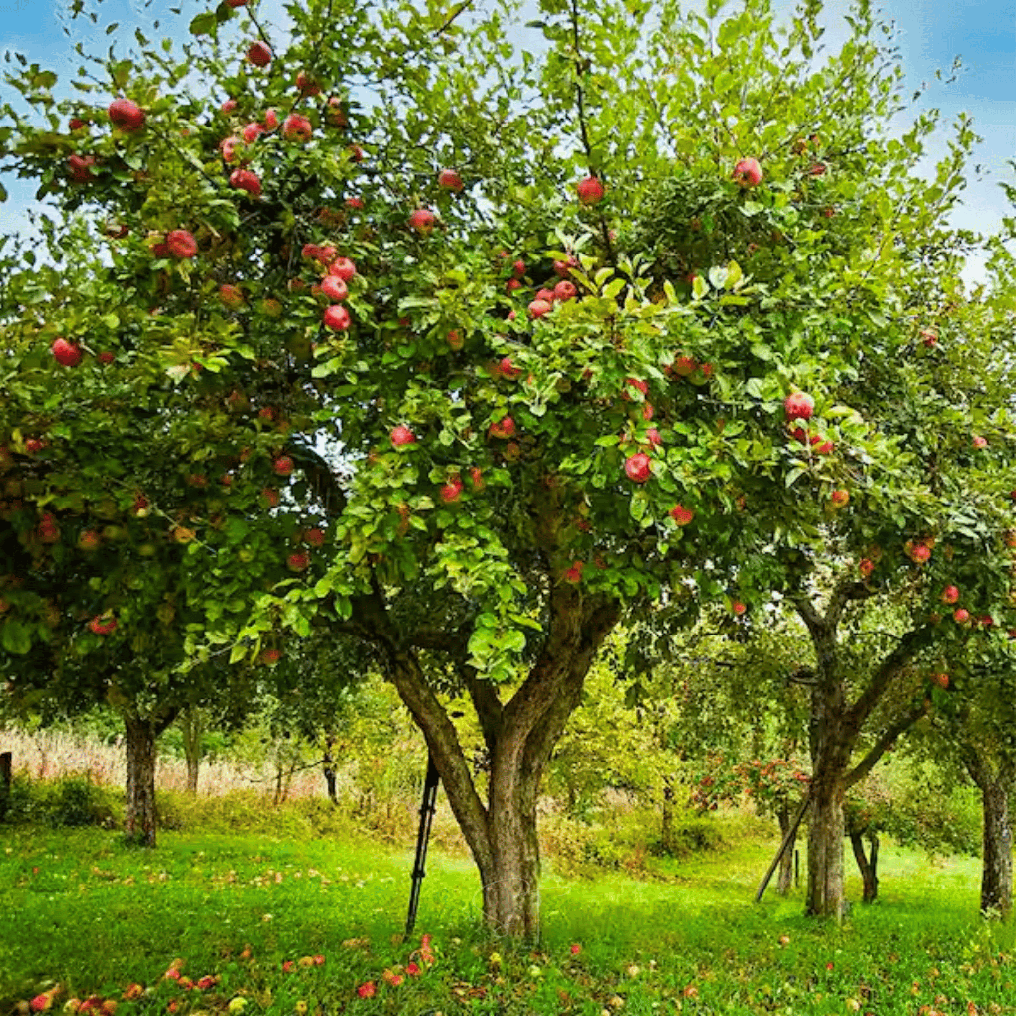 Paradise Apple Tree – 25 Seeds seed packet from Seed Therapy – American - grown, heirloom seeds