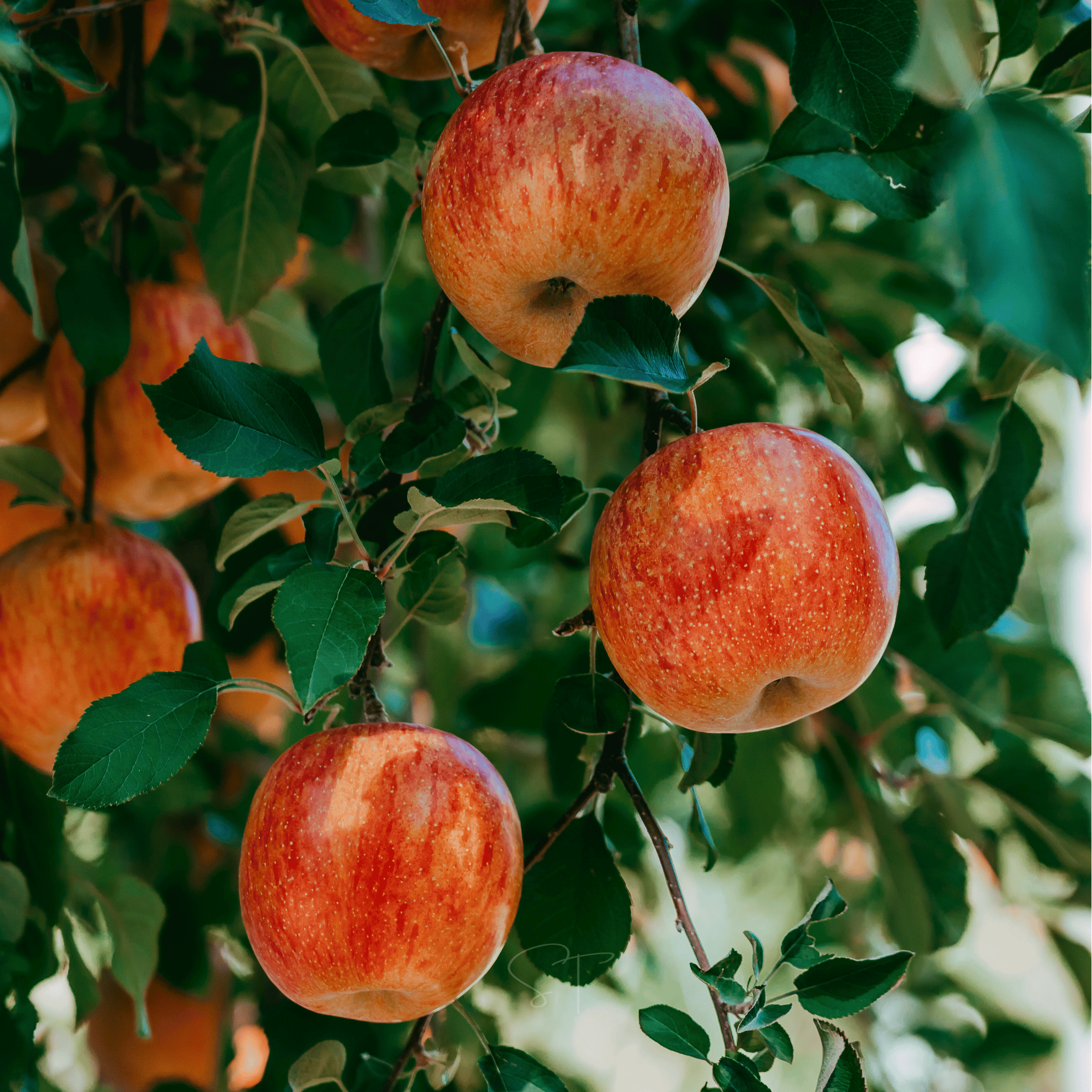 Paradise Apple Tree – 25 Seeds seed packet from Seed Therapy – American - grown, heirloom seeds