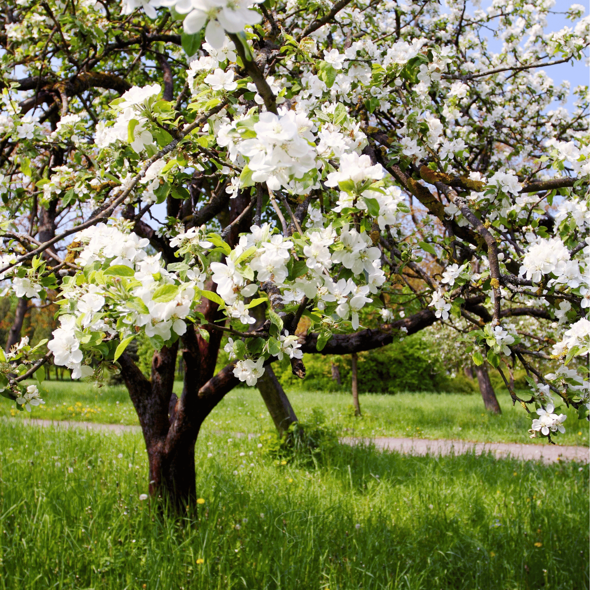 Paradise Apple Tree – 25 Seeds seed packet from Seed Therapy – American - grown, heirloom seeds